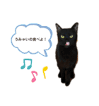 こばねこ01（個別スタンプ：8）
