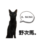 こばねこ01（個別スタンプ：11）