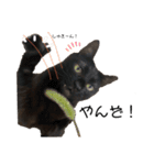 こばねこ01（個別スタンプ：13）