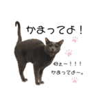 こばねこ01（個別スタンプ：15）