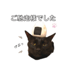 こばねこ01（個別スタンプ：16）