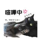 こばねこ01（個別スタンプ：18）