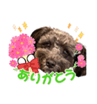 どーら2（個別スタンプ：1）