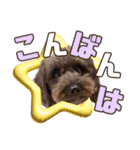 どーら2（個別スタンプ：7）