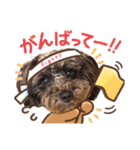 どーら2（個別スタンプ：32）