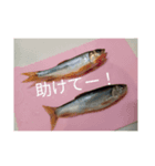 れんたろーラインスタンプ（個別スタンプ：8）