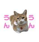 こたとらちょび(その2)（個別スタンプ：1）