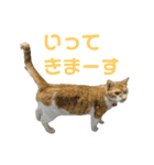 こたとらちょび(その2)（個別スタンプ：2）