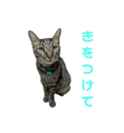 こたとらちょび(その2)（個別スタンプ：4）