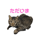 こたとらちょび(その2)（個別スタンプ：5）