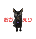 こたとらちょび(その2)（個別スタンプ：6）