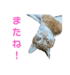 こたとらちょび(その2)（個別スタンプ：7）