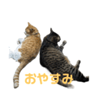 こたとらちょび(その2)（個別スタンプ：8）