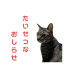 こたとらちょび(その2)（個別スタンプ：9）