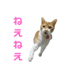 こたとらちょび(その2)（個別スタンプ：10）