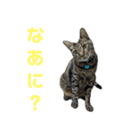 こたとらちょび(その2)（個別スタンプ：11）