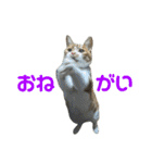 こたとらちょび(その2)（個別スタンプ：12）