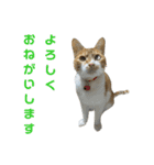 こたとらちょび(その2)（個別スタンプ：13）