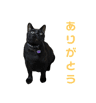 こたとらちょび(その2)（個別スタンプ：14）