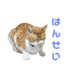 こたとらちょび(その2)（個別スタンプ：17）