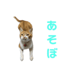 こたとらちょび(その2)（個別スタンプ：18）