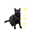 こたとらちょび(その2)（個別スタンプ：19）