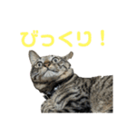 こたとらちょび(その2)（個別スタンプ：20）