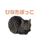 こたとらちょび(その2)（個別スタンプ：22）