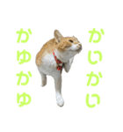 こたとらちょび(その2)（個別スタンプ：23）