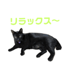 こたとらちょび(その2)（個別スタンプ：24）