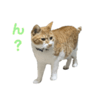 こたとらちょび(その2)（個別スタンプ：26）