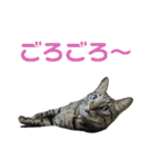 こたとらちょび(その2)（個別スタンプ：27）