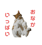 こたとらちょび(その2)（個別スタンプ：29）