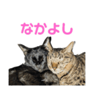 こたとらちょび(その2)（個別スタンプ：31）