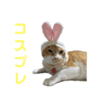 こたとらちょび(その2)（個別スタンプ：33）