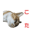こたとらちょび(その2)（個別スタンプ：34）