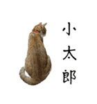 こたとらちょび(その2)（個別スタンプ：38）
