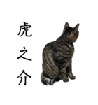 こたとらちょび(その2)（個別スタンプ：39）