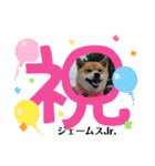 柴犬ジェームスJr.（個別スタンプ：5）