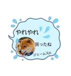 柴犬ジェームスJr.（個別スタンプ：12）