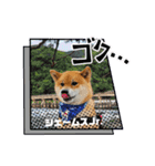 柴犬ジェームスJr.（個別スタンプ：15）