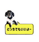 犬のそめちゃん（個別スタンプ：5）