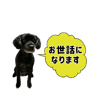 犬のそめちゃん（個別スタンプ：14）