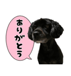 犬のそめちゃん（個別スタンプ：19）