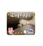 動く⭐︎モカロイ兄弟①（個別スタンプ：15）