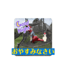 ティラノともしば＆しばたこ   さうるす（個別スタンプ：16）