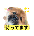 粟野農場ラインスタンプ（個別スタンプ：2）