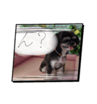 愛犬Roko①（個別スタンプ：4）