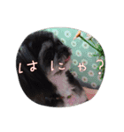 愛犬Roko①（個別スタンプ：11）