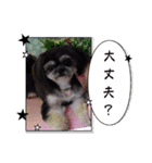 愛犬Roko①（個別スタンプ：12）